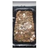 Tray Of Unsearched Wheat Pennies