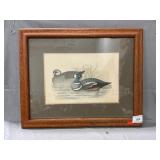 Harlequin Duck Print