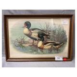 Ruddy Duck Art Print By Reid Kolman