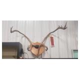 Elk Antler Mount