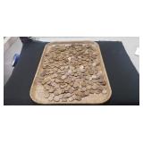 Tray Of Unsearched Wheat Pennies