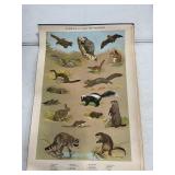 1964 Ned Smith PA Game Commission Prints