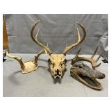 Skeletal Head With Antlers, Preserved Alligator
