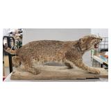 Bobcat Full Body Mount (36"ï¿½12"ï¿½15")