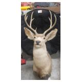 Nine Point White Deer Mount