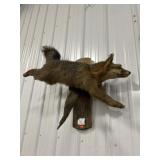 Grey Fox Taxidermy Mount
