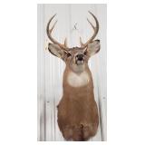 Six Point White Tail Deer Mount