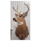 Seven Point White Tail Deer Mount