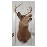 Eight Point White Tail Deer Mount