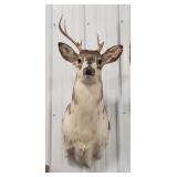 Seven Point Piebald White Tailed Deer Mount