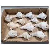 (12) Assorted Sea Shells