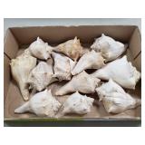 (12) Assorted Sea Shells