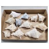 (12) Assorted Sea Shells