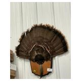 Wild Turkey Tail Fan & Beard Mount