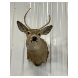 White-Tailed Buck Shoulder Mount