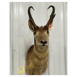 Pronghorn Antelope Shoulder Mount