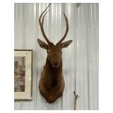 Elk Shoulder Taxidermy Mount