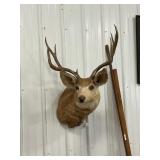 Mule Deer Taxidermy Shoulder Mount