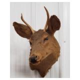 (1) Three Point White Tail Deer Mount