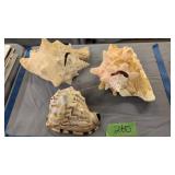Three Large Seashells 7 In Long - 11 In Long