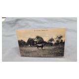 Postcard Harrington Delaware Bull in pasture
