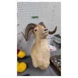 Large mounted Rams Head 32 x 24