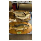 fish mounts