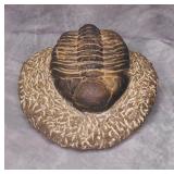 Trilobite Fossil