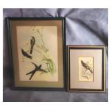 Antique & Vintage Colored Bird Prints