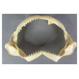 Bull Shark Jaw Taxidermy 12" x 8ï¿½