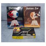3pc Science & Anatomy Models