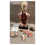 Vtg Lakeshore Take-Apart Human Body Model