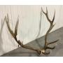 Elk 15 lbs