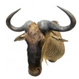 African Wildebeest Trophy Shoulder Mount