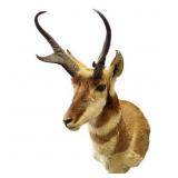 Montana Pronghorn Antelope Trophy Shoulder Mount
