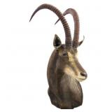 African Sable Antelope Trophy Shoulder Mount