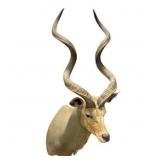 African Greater Kudu Trophy Shoulder Mount