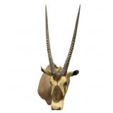 African Oryx Antelope Trophy Shoulder Mount