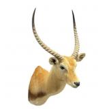 Aftrican Lechwe Antelope Short Hair