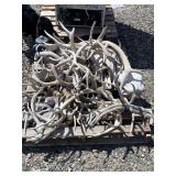 Assorted Deer/Elk Antlers - Pallet Load