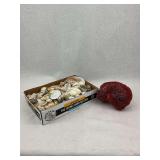 Seashell Collection and Red Coral Specimen