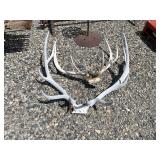 Two Sets of Elk Antlers