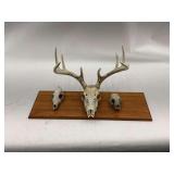 Mounted Animal Skull Collection on Wood Plaque