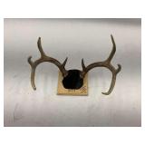 Mounted Deer Antlers - Circle