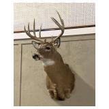 Mounted White-tailed Deer Shoulder Taxidermy Mount