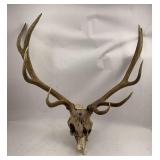 Elk Antlers