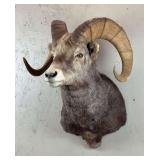 c. 1975 Full Curl Sheep Shoulder Mount