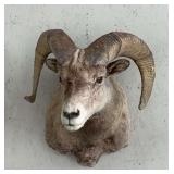 c. 1960 Bighorn Sheep Shoulder Mount