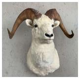 Dall Sheep Ram Shoulder Mount, Full Curl Horns