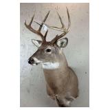 Whitetail Deer Shoulder Taxidermy Mount